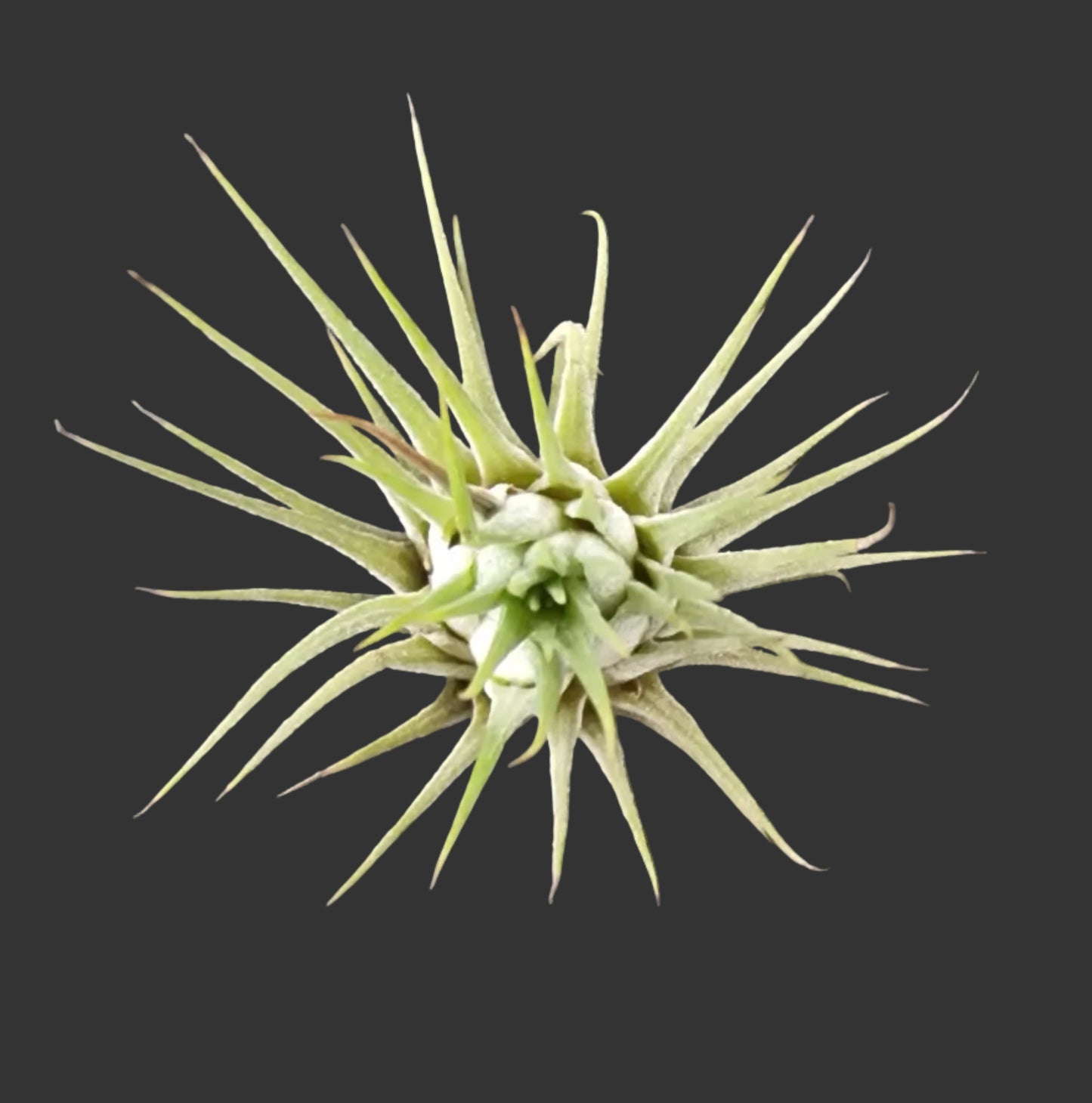 Tillandsia ionantha