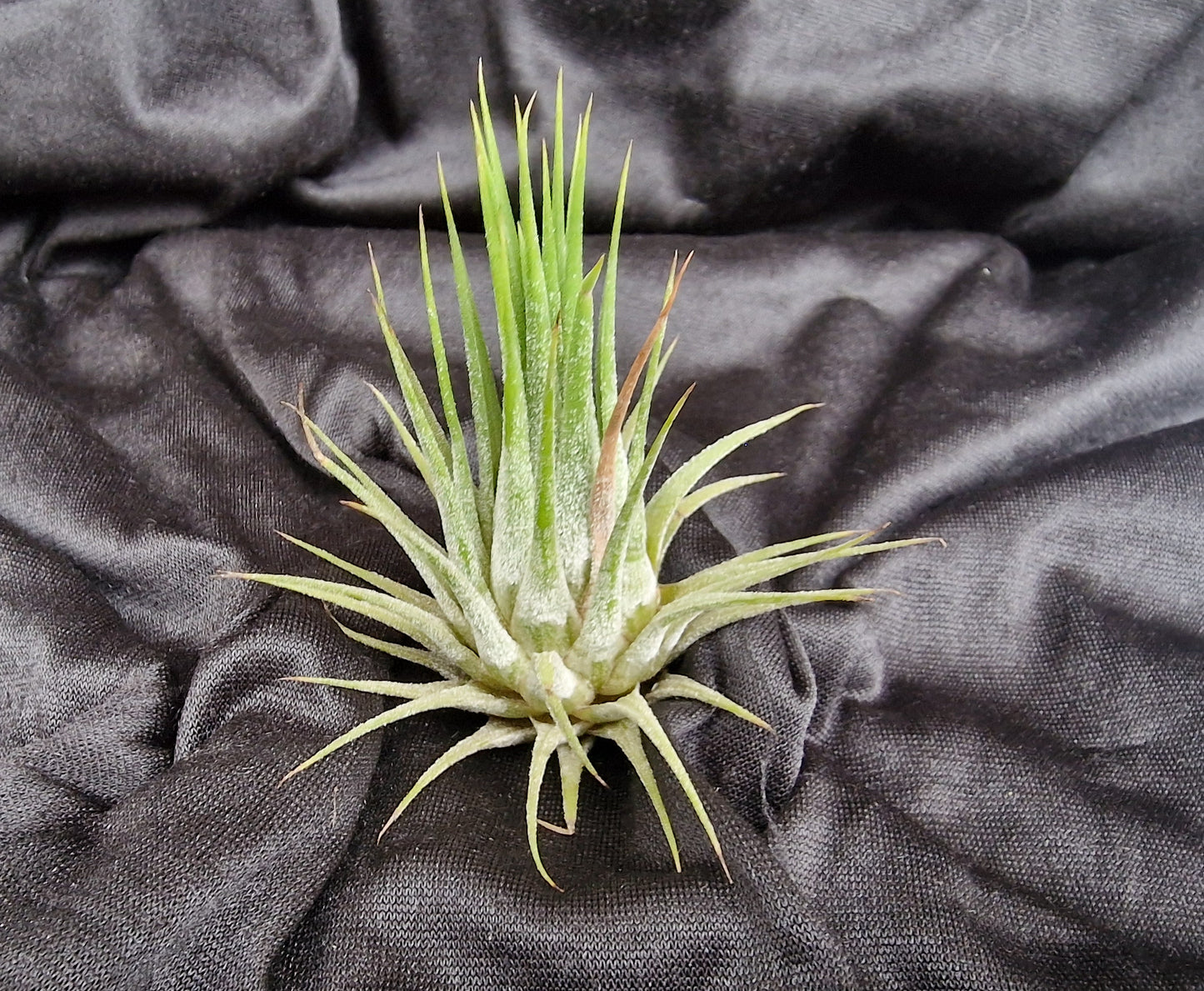 Tillandsia ionantha