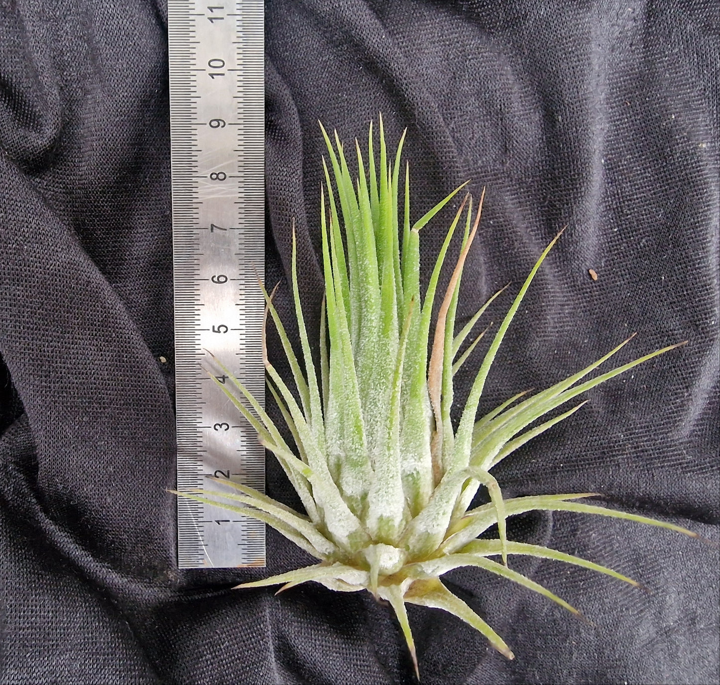 Tillandsia ionantha