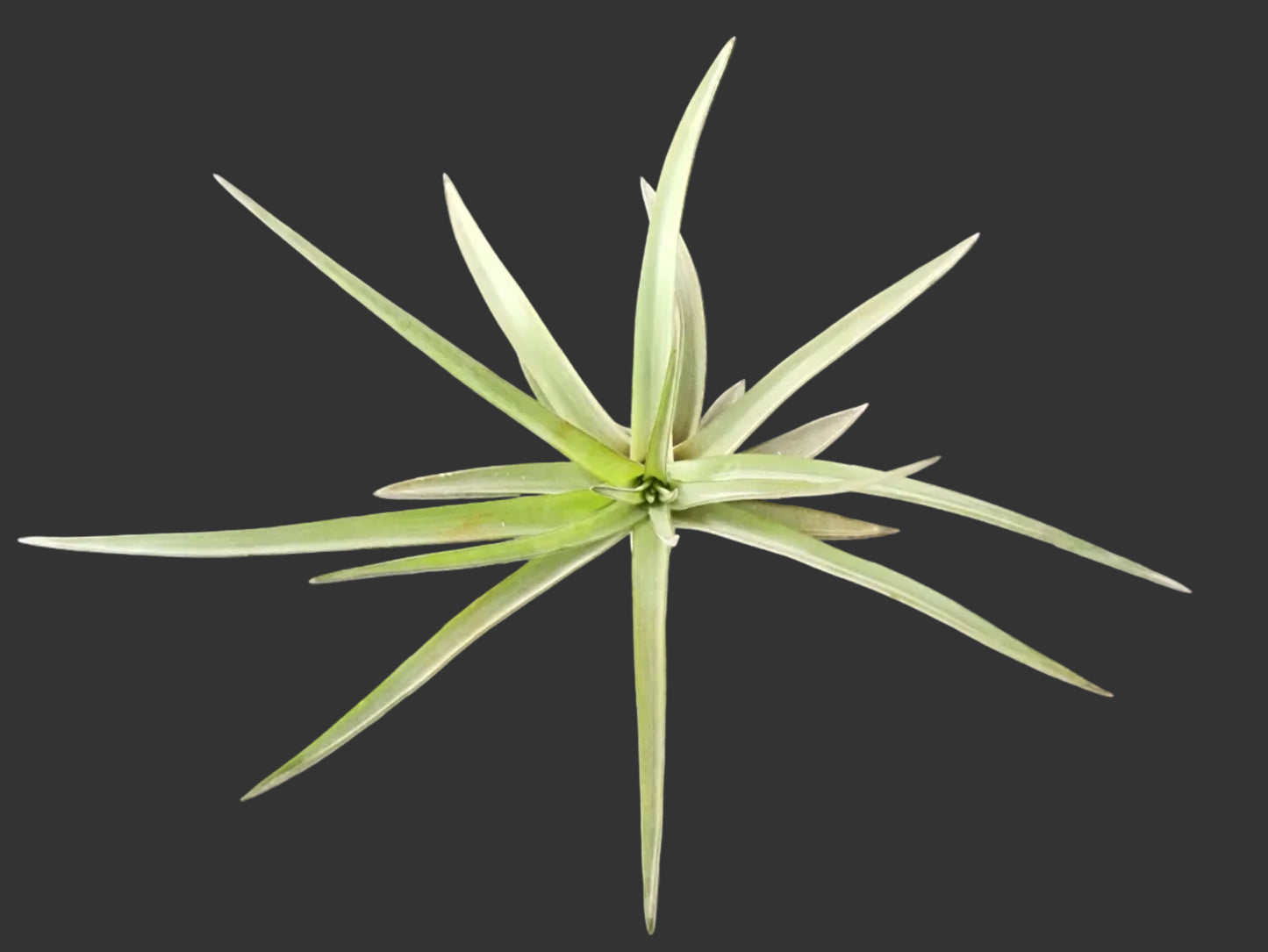 Tillandsia brachycaulos abdita