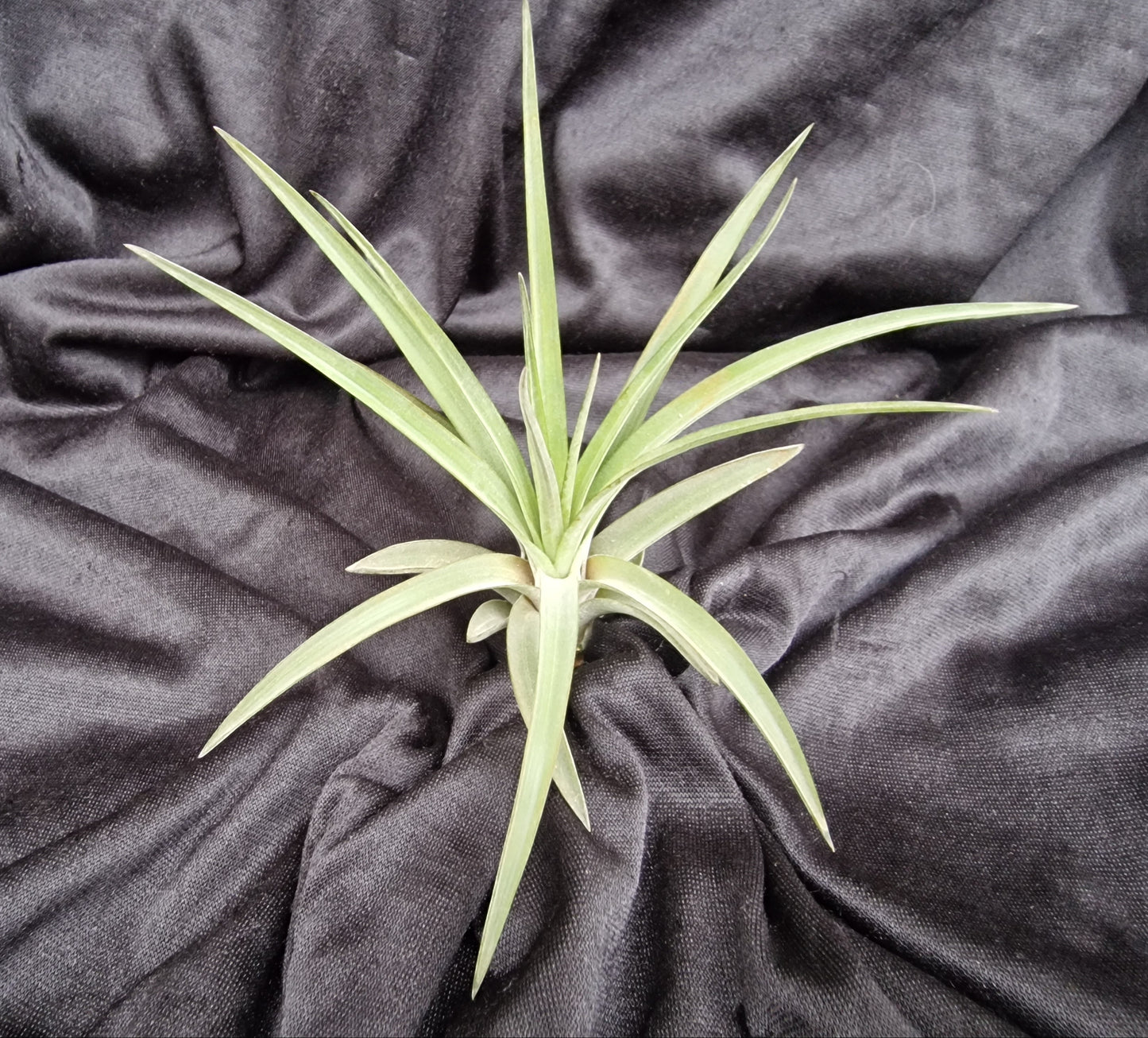 Tillandsia brachycaulos abdita