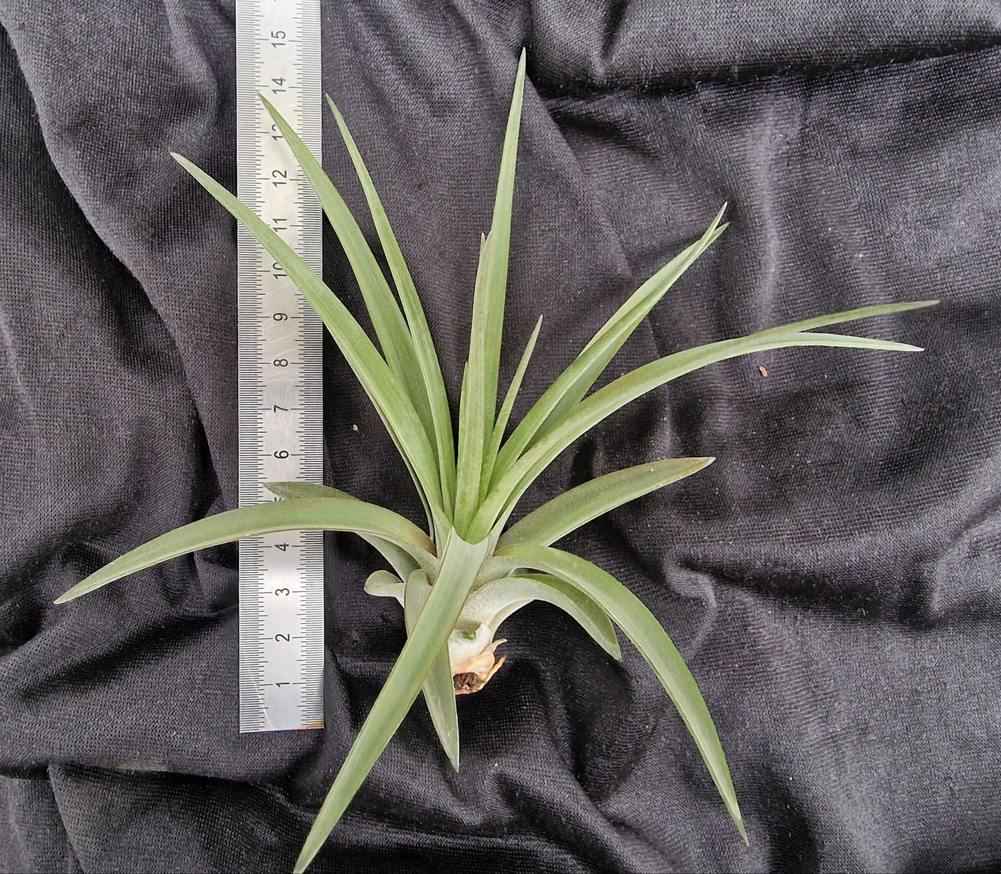 Tillandsia brachycaulos abdita