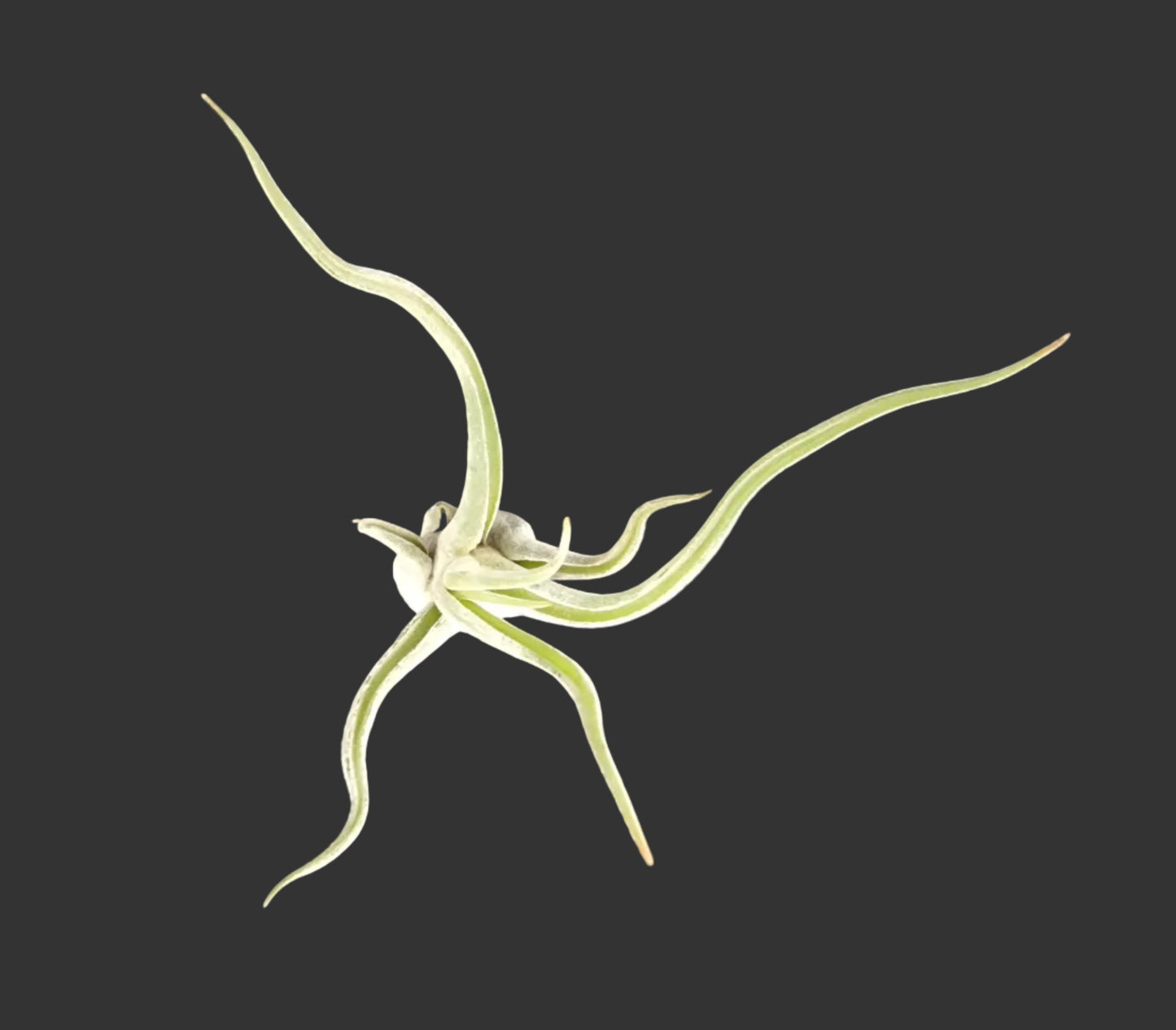 Tillandsia caput medusae