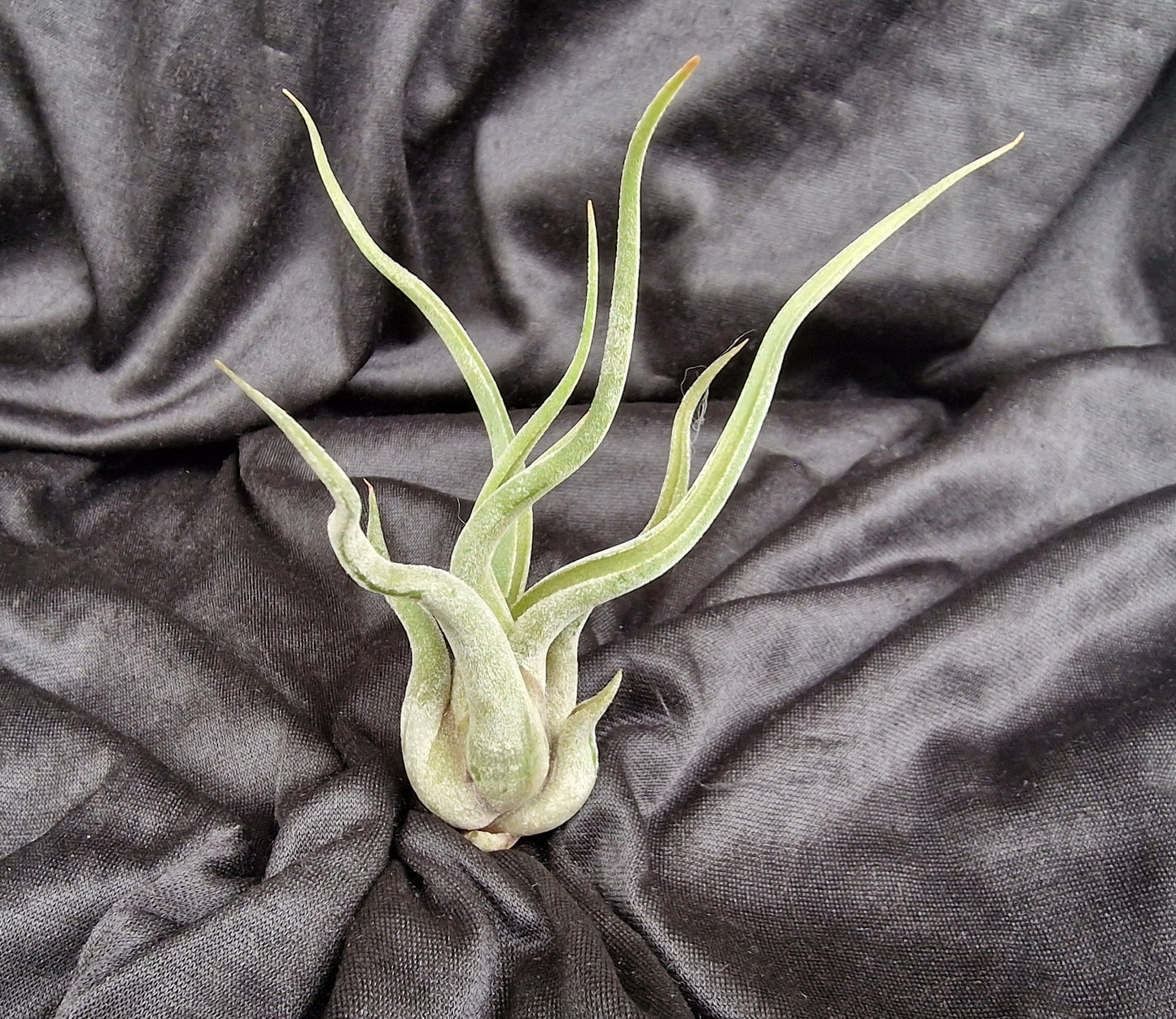 Tillandsia caput medusae