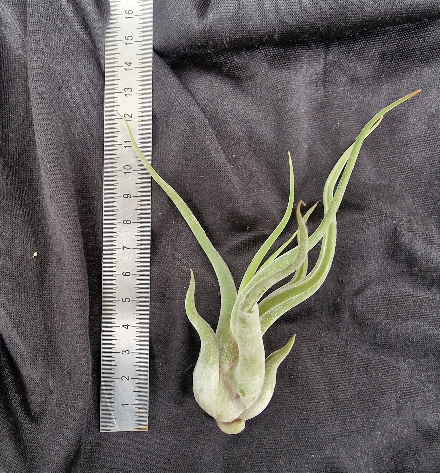 Tillandsia caput medusae