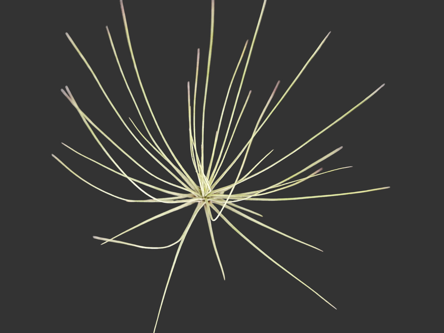 Tillandsia juncea