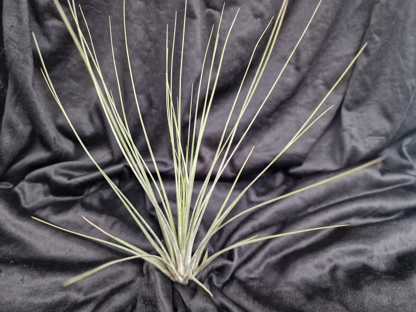 Tillandsia juncea