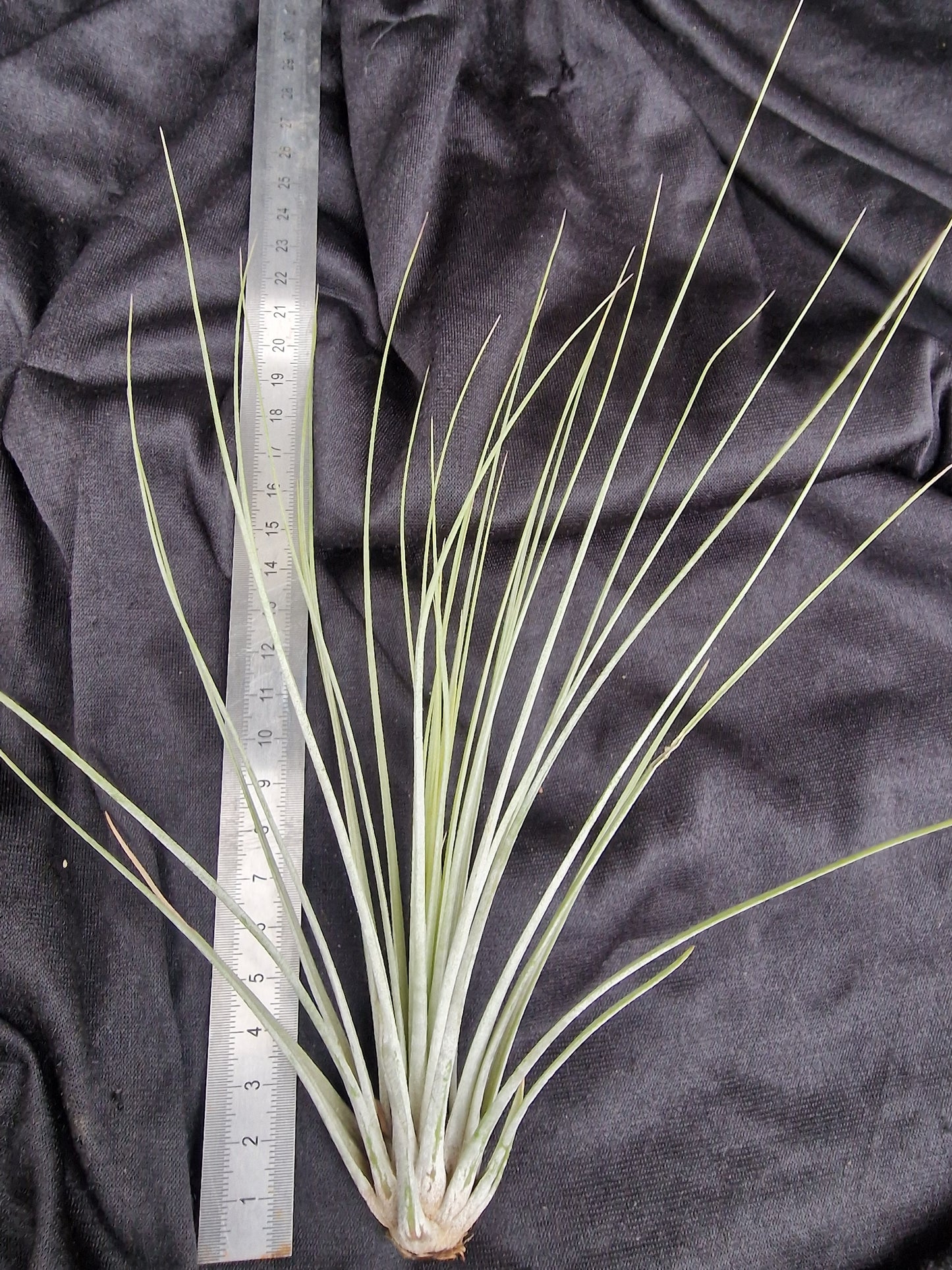 Tillandsia juncea