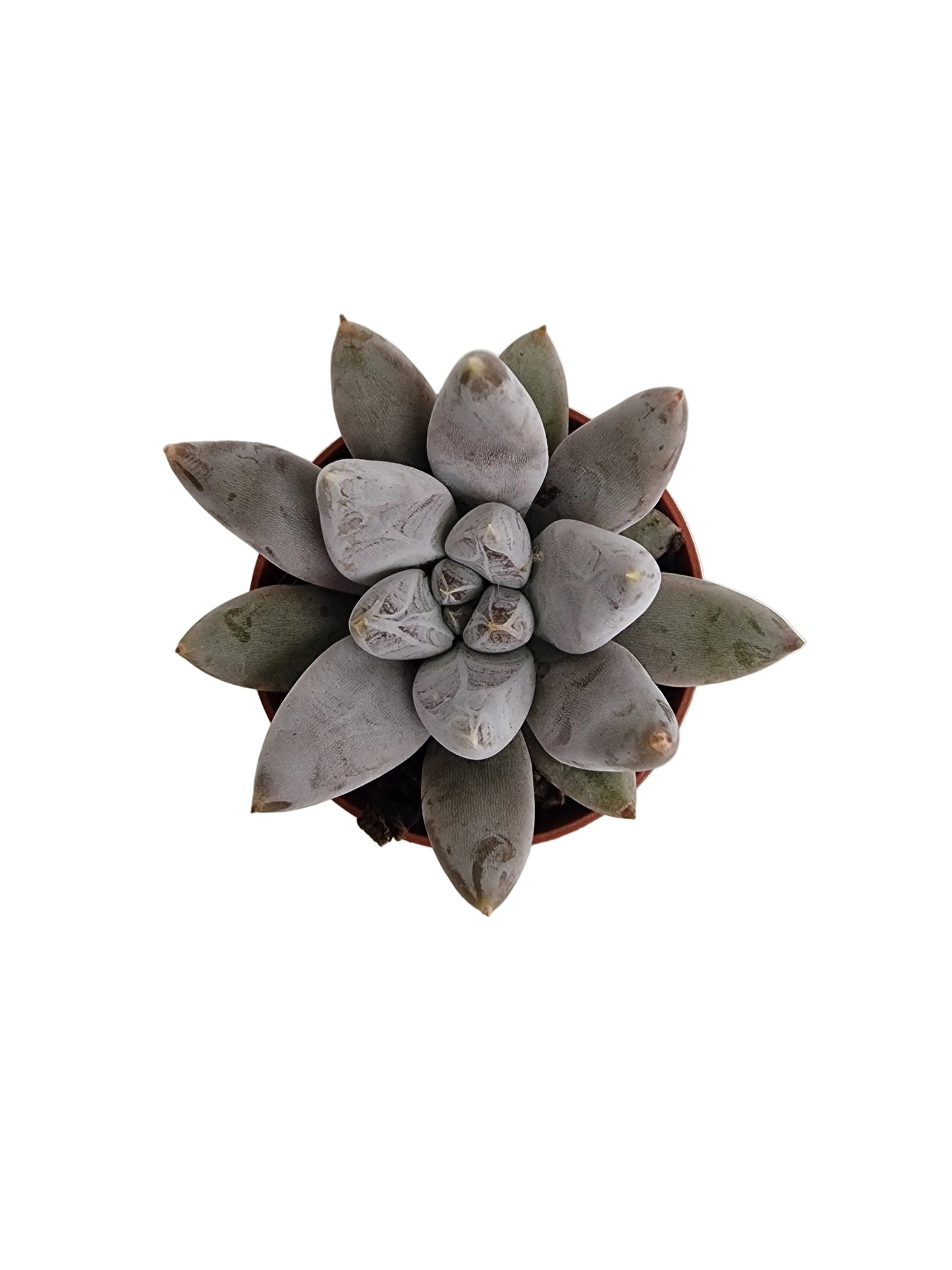 Echeveria tolimanensis