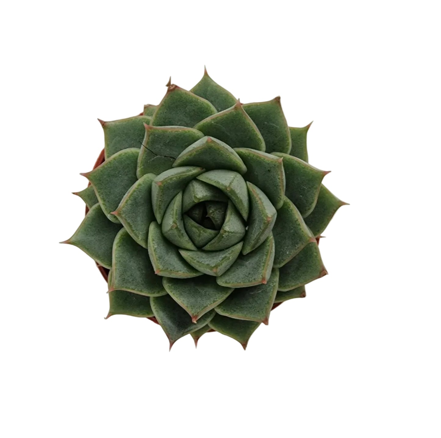 Echeveria purpusorum gliva