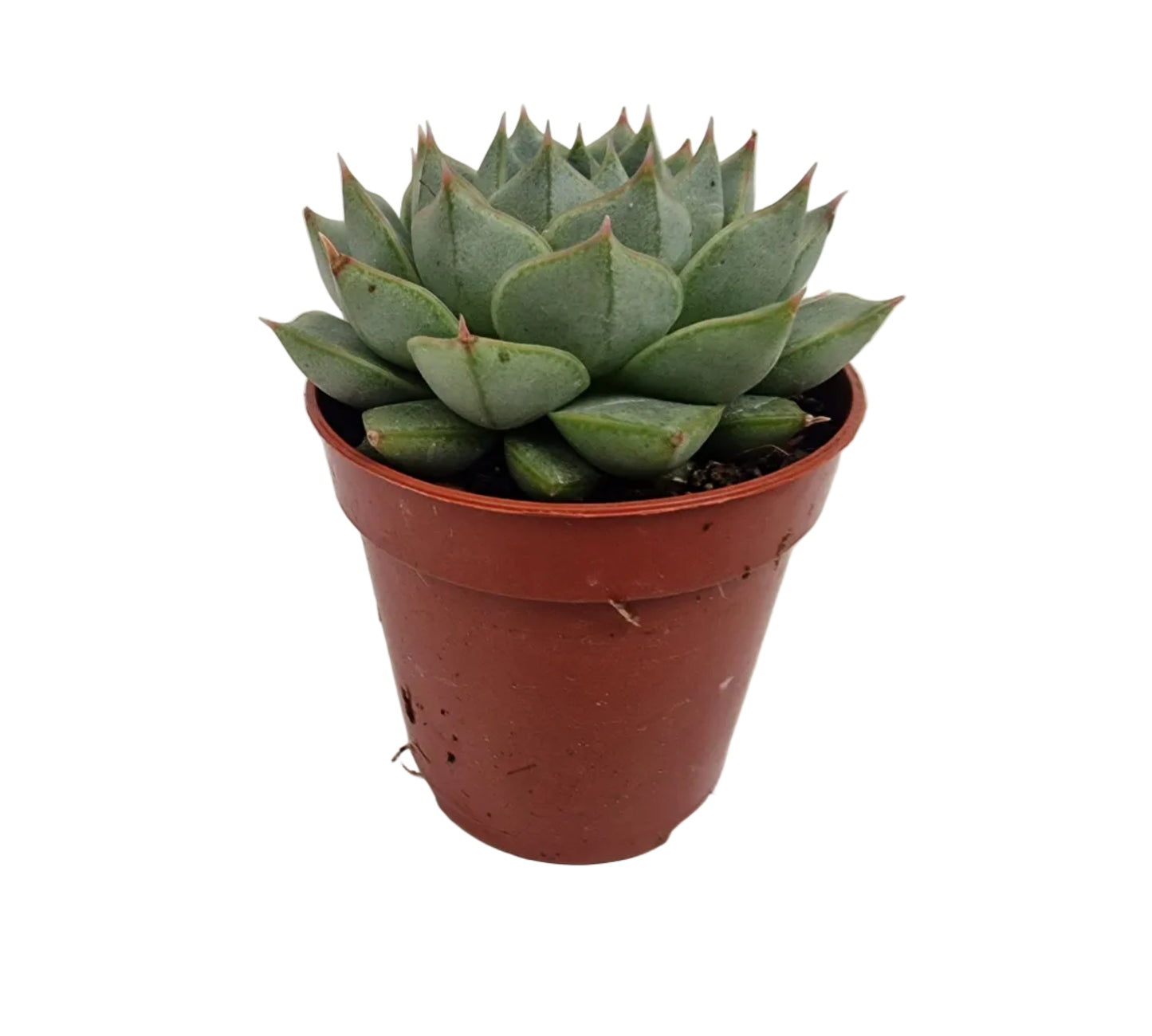 Echeveria purpusorum gliva
