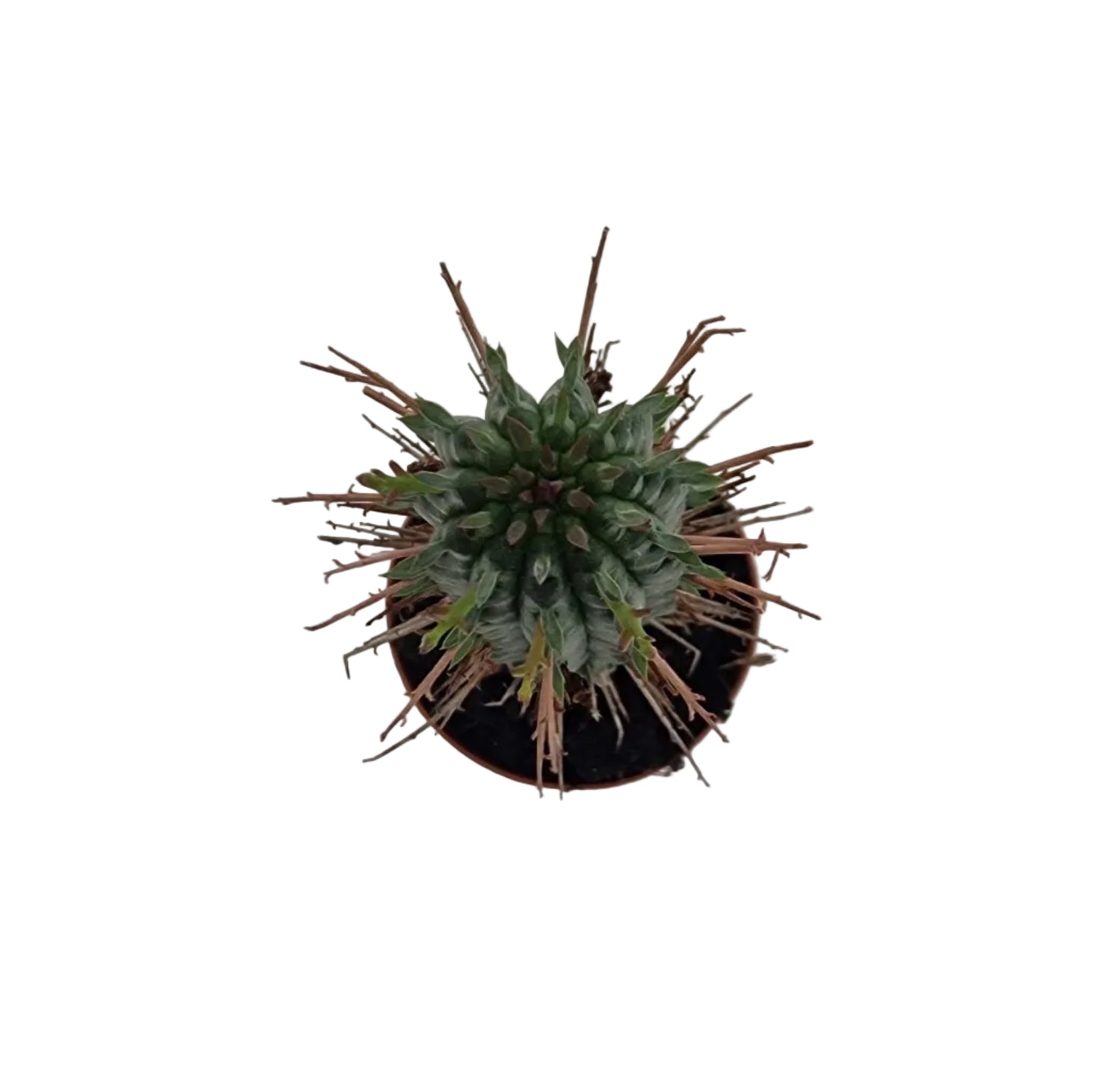 Euphorbia fimbriata