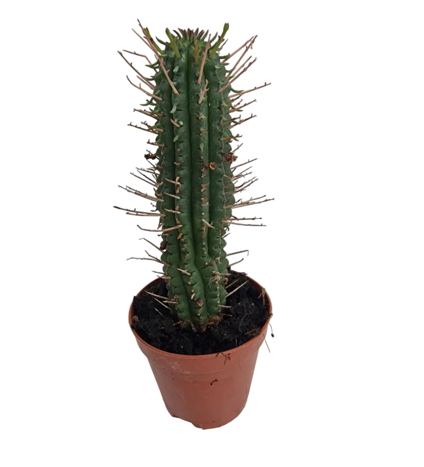 Euphorbia fimbriata