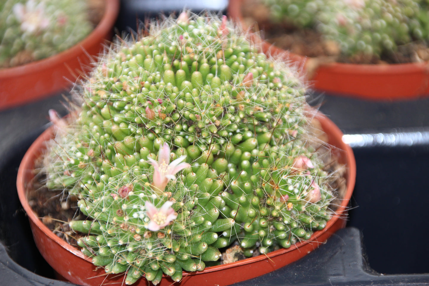 Mammillaria painteri