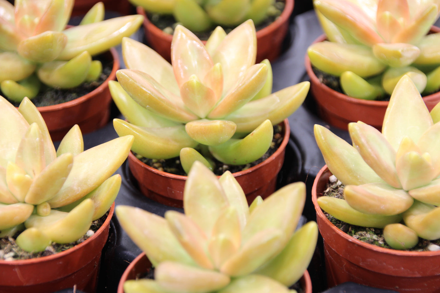 Sedum nussbaumerianum
