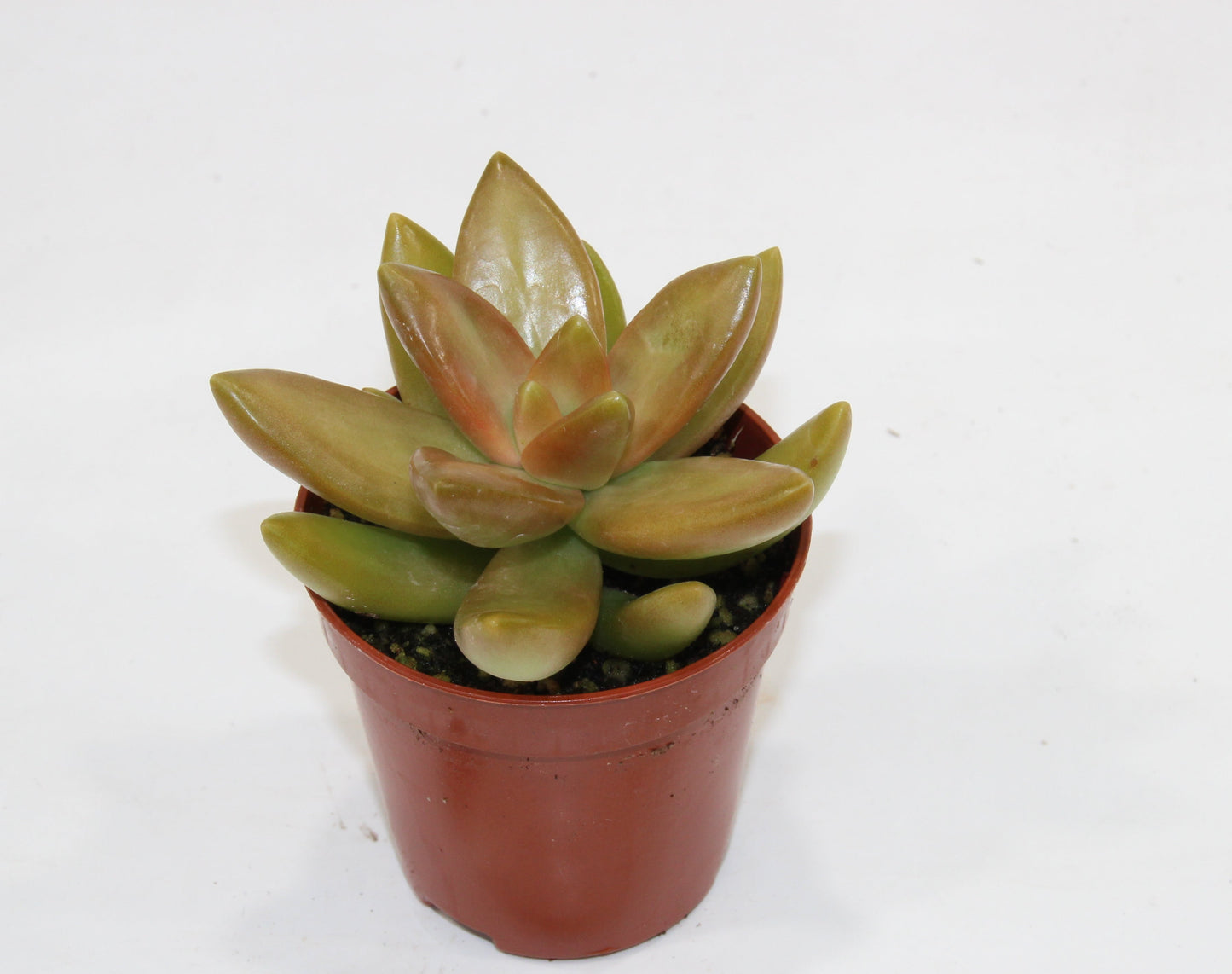 Sedum nussbaumerianum