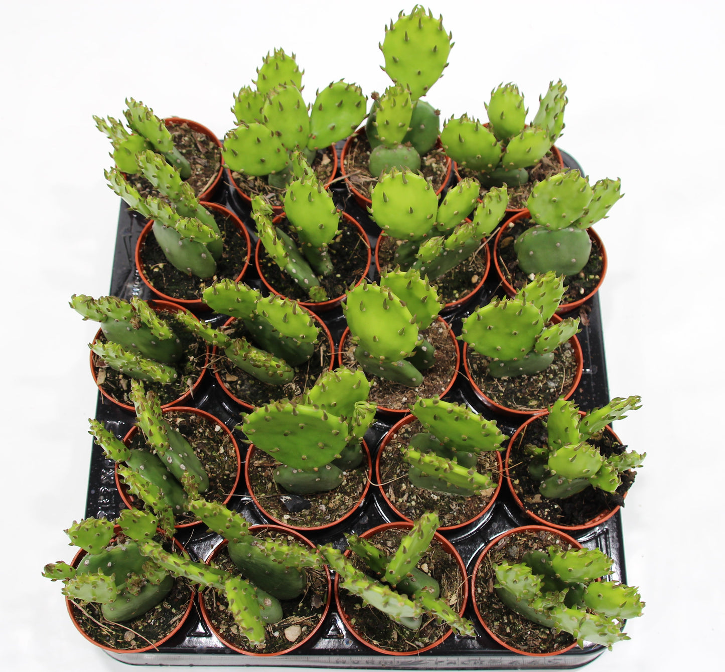 Opuntia humifusa
