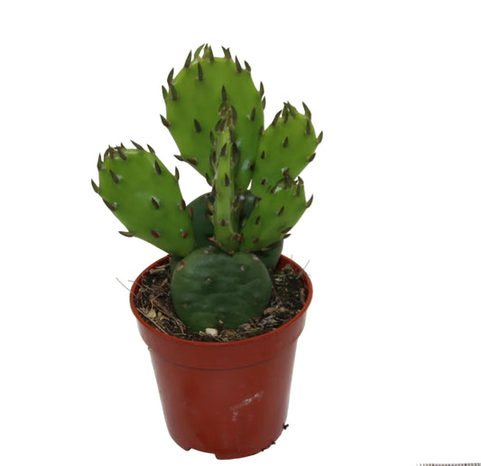 Opuntia humifusa