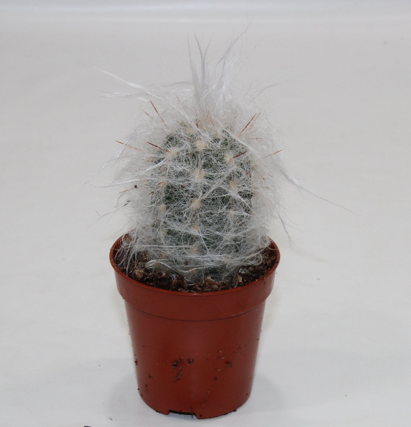 Oreocereus trollii