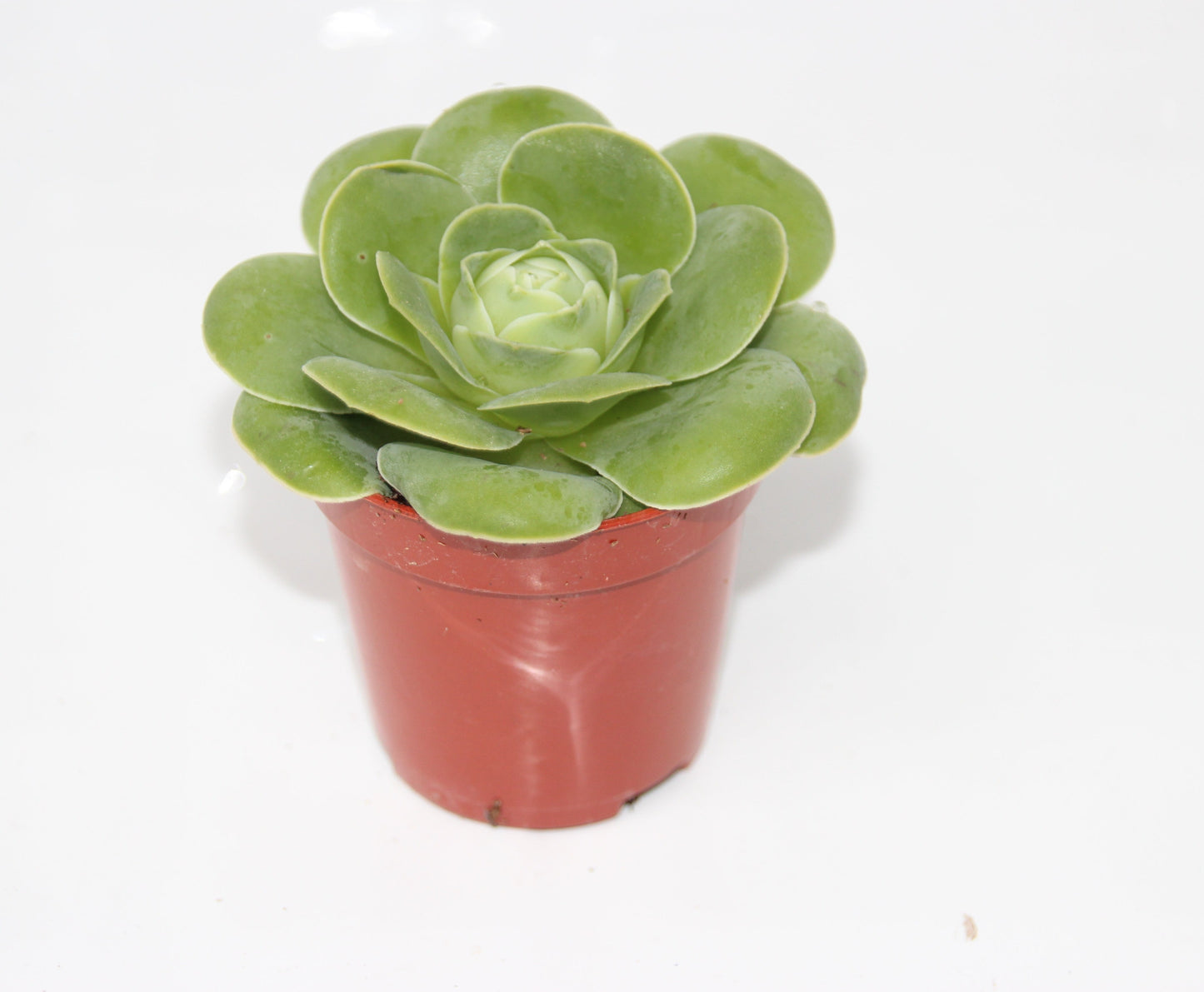 Aeonium greenovia