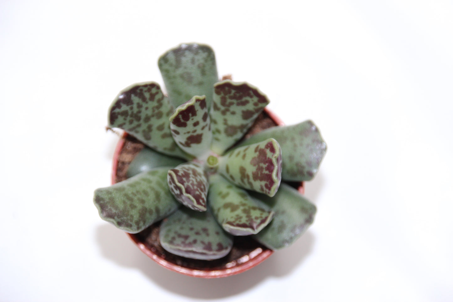 Adromischus cooperi