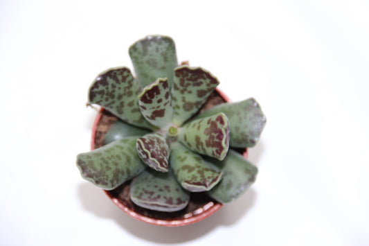 Adromischus cooperi