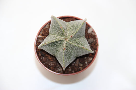 Astrophytum myrostigma