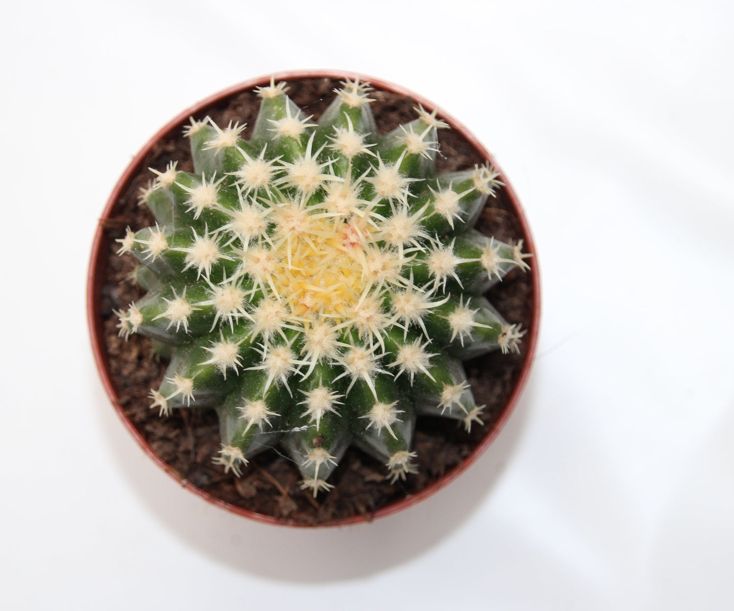 Echinocactus grusonii intermedius kingkaktus24