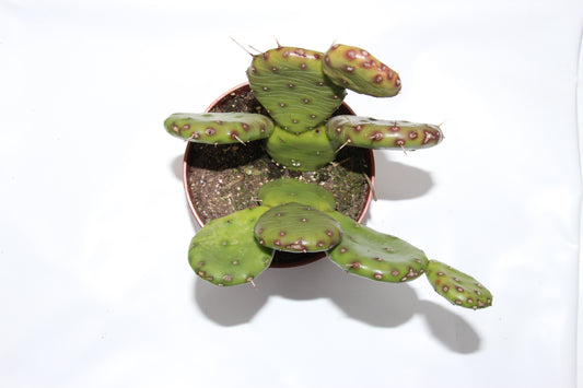 Opuntia humifusa