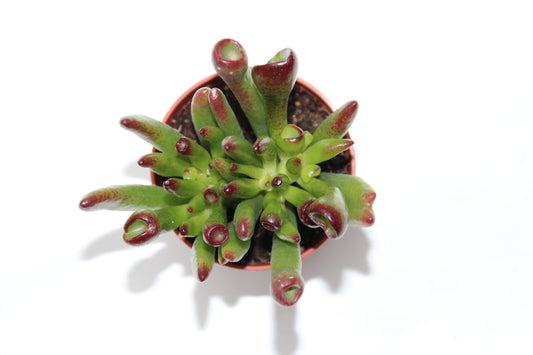 Crassula ovata gollum