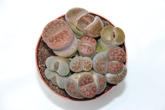 Lithops ssp. ‘Lebender Stein‘