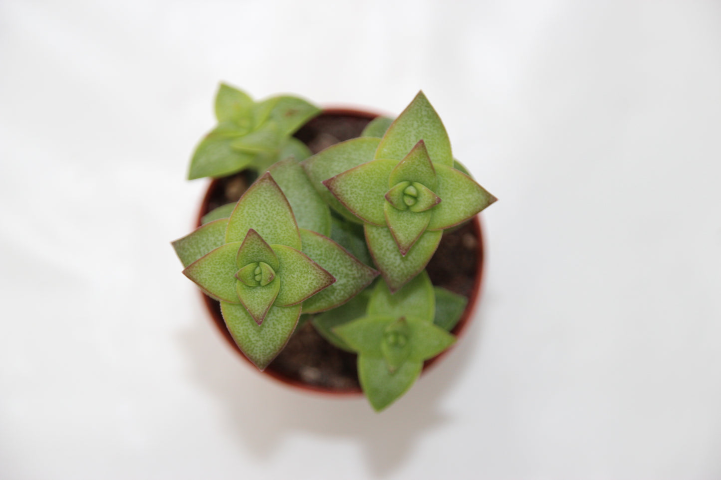 Crassula perforata 'Schaschlik Pflanze'