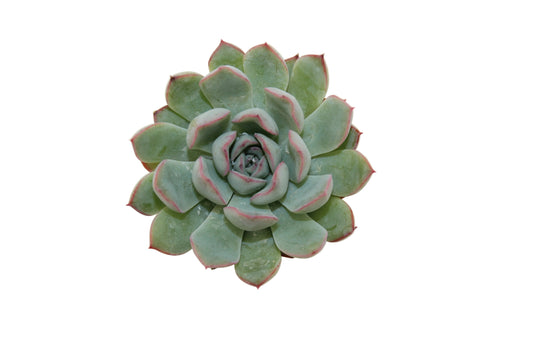 Echeveria pulidonis