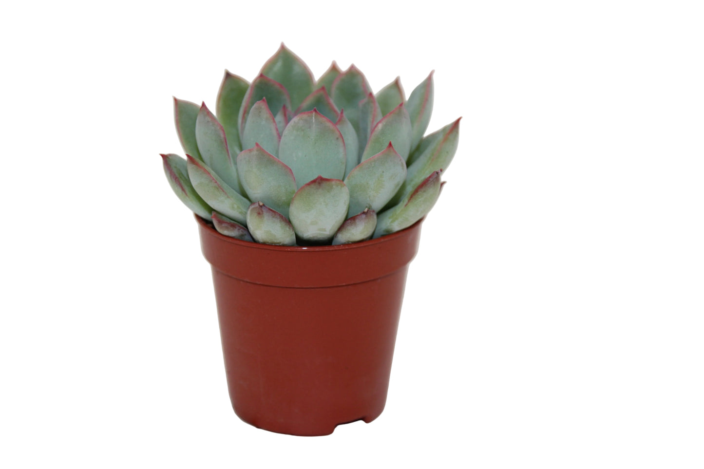 Echeveria pulidonis