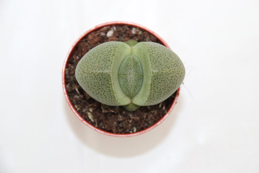 Pleiospilos nelii
