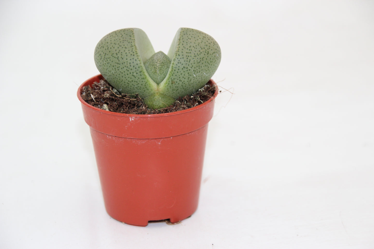 Pleiospilos nelii