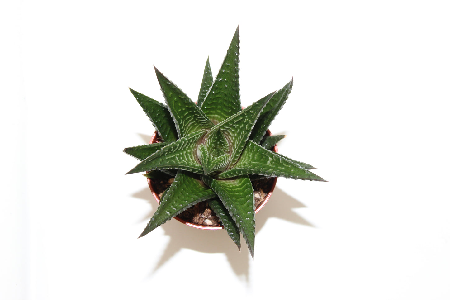 Haworthia limifolia