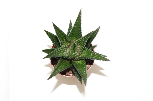 Haworthia limifolia