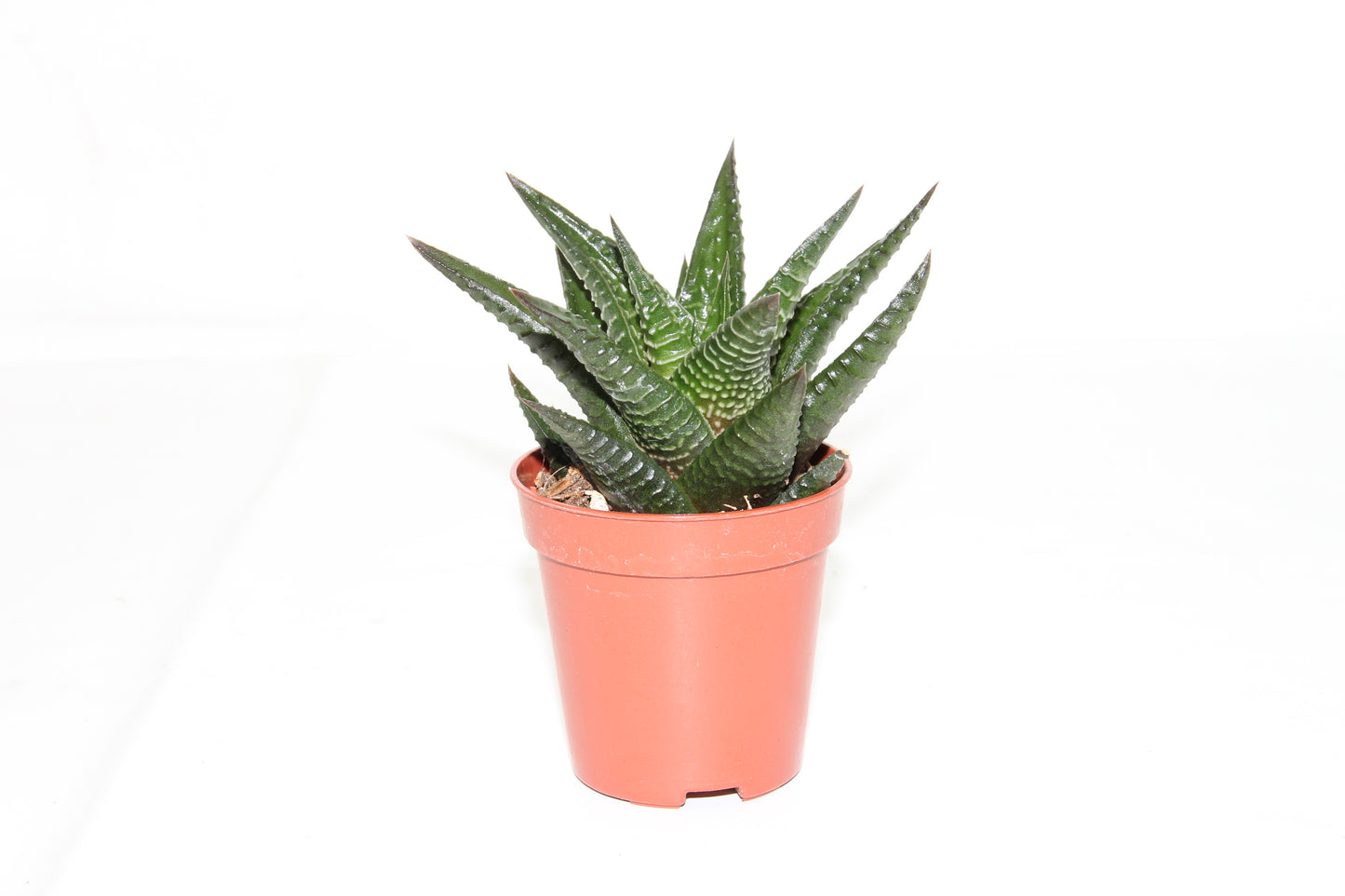 Haworthia limifolia