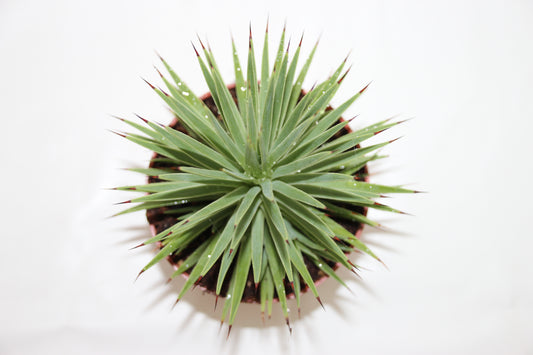 Agave stricta nana