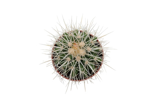 Echinocactus grusonii