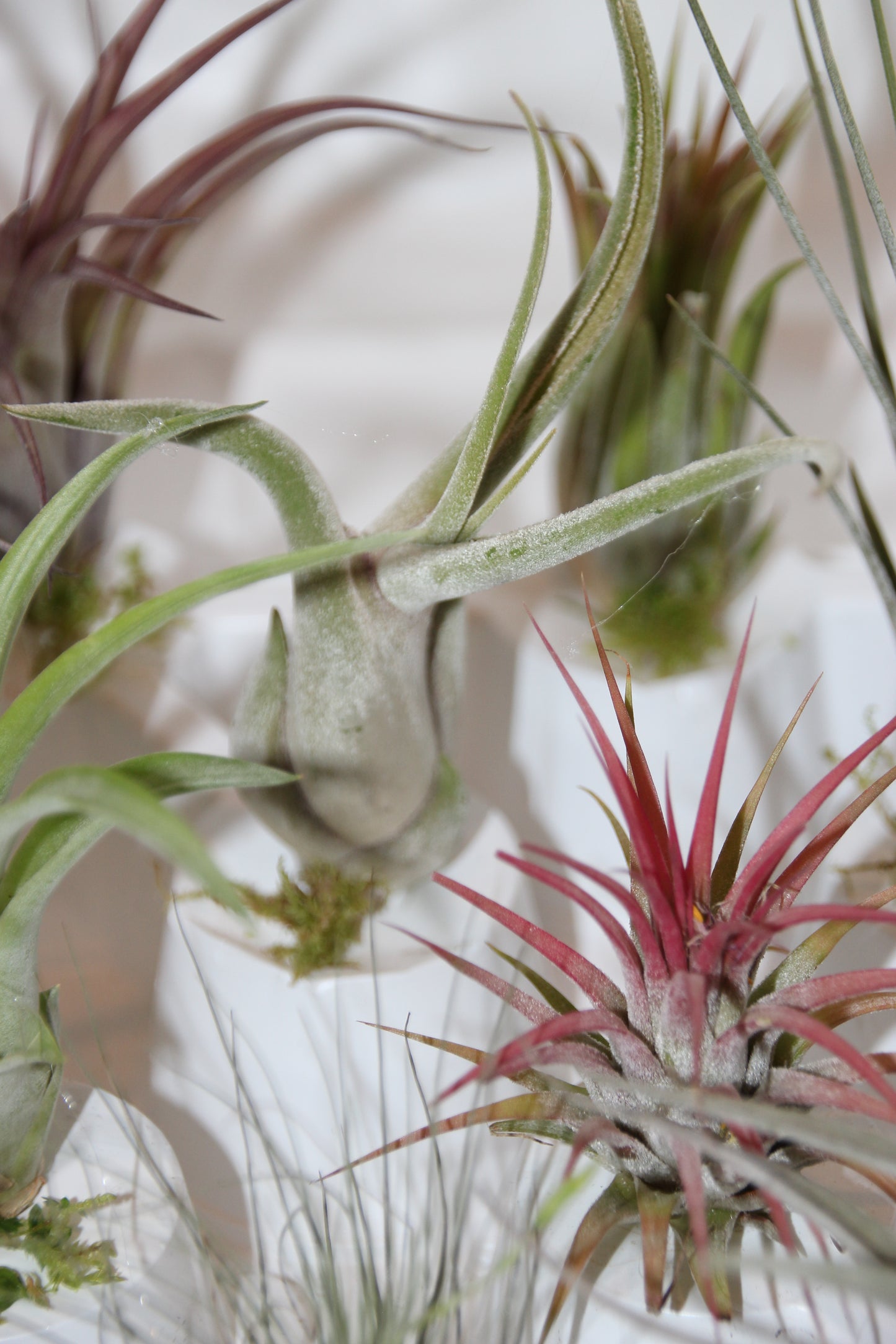 Tillandsia ionantha