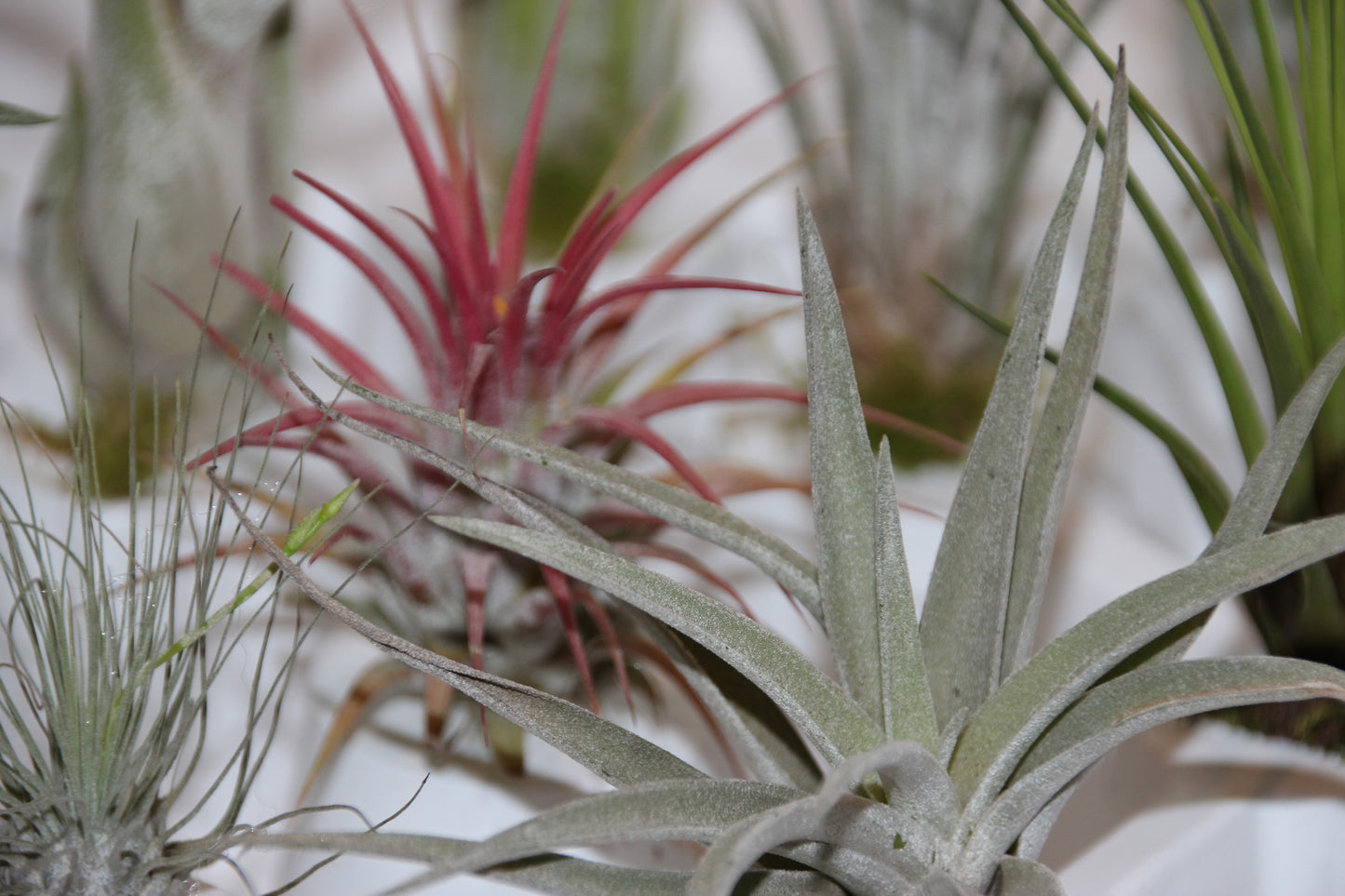 Tillandsia brachycaulos abdita