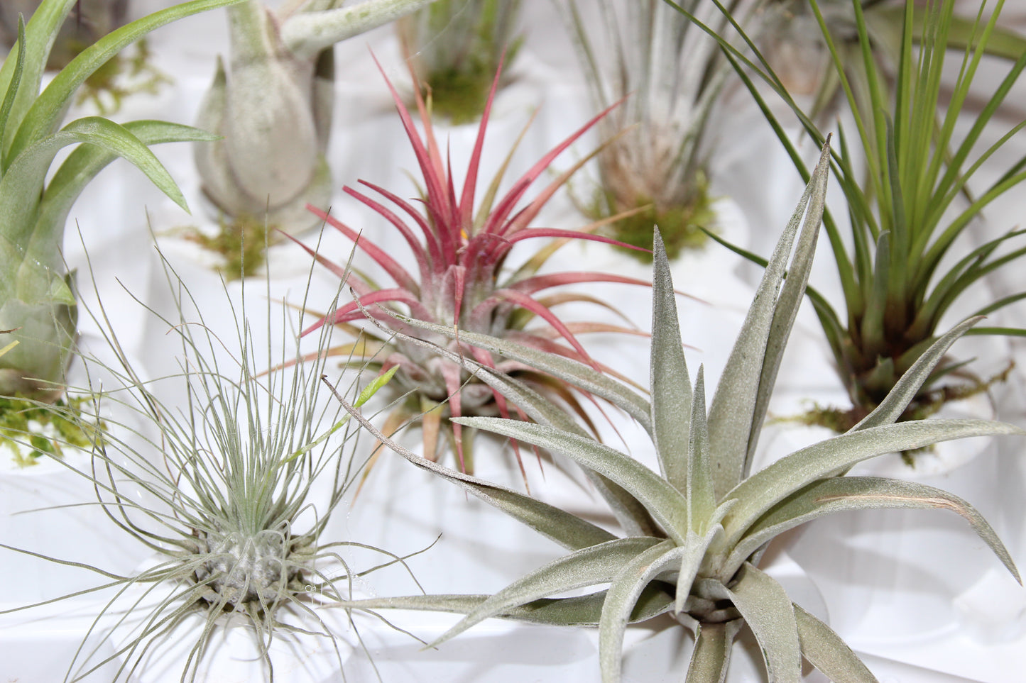 Tillandsia filifolia