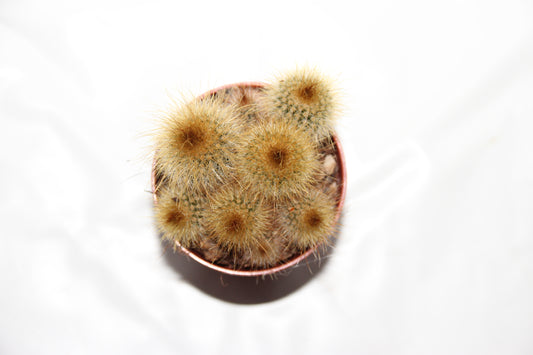Eriocactus leninghausii Gruppe