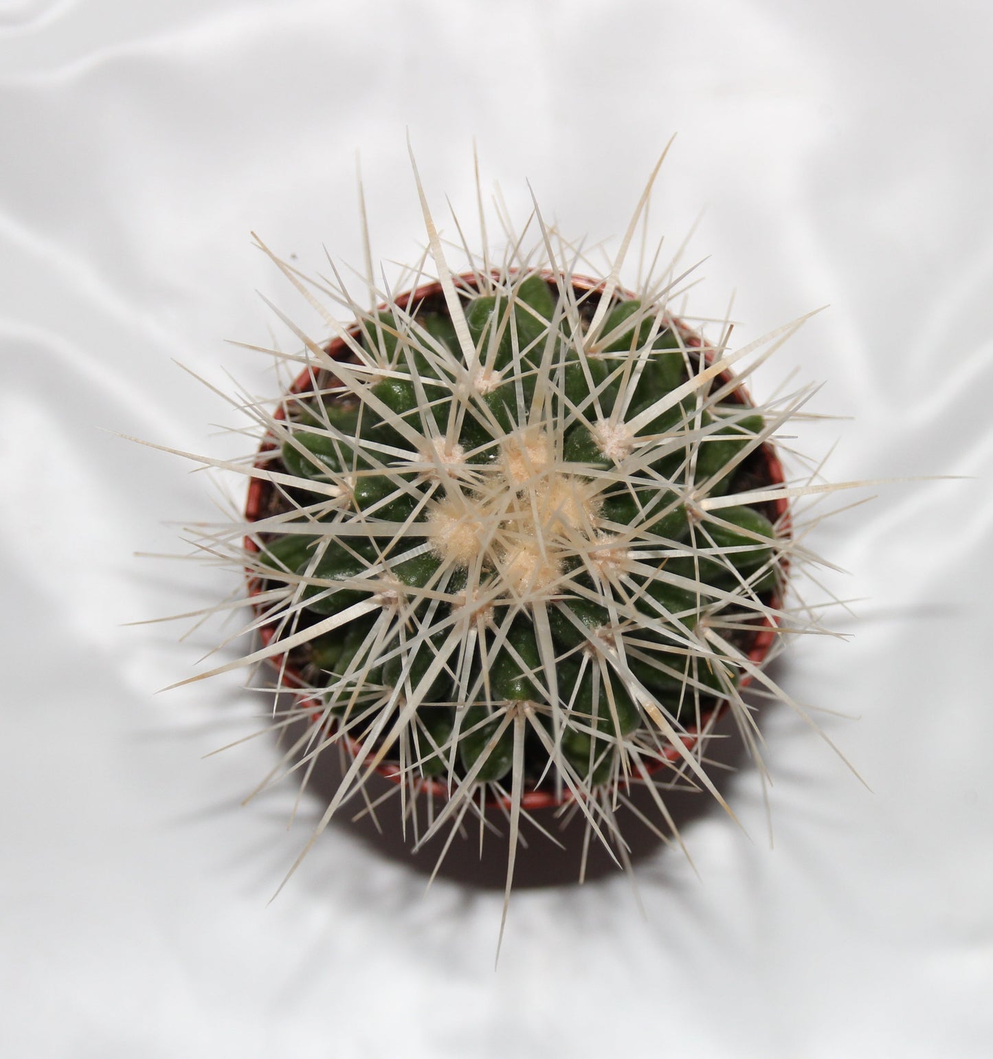 Echinocactus grusonii