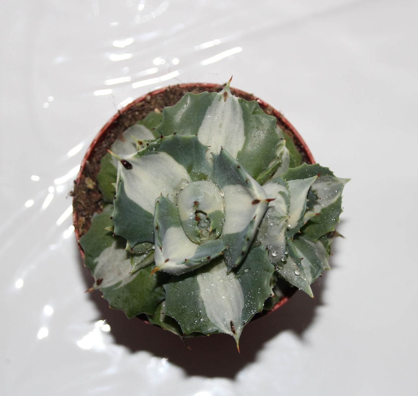 Agave potatorum ouhi raijin variegata