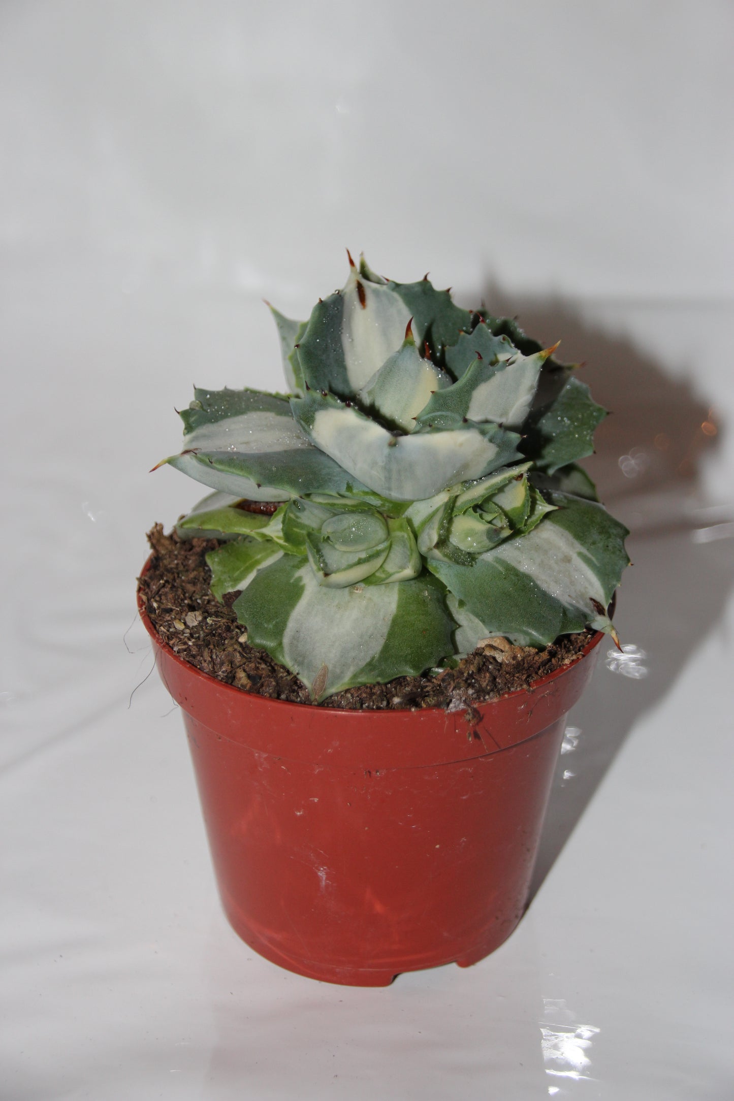 Agave potatorum ouhi raijin variegata