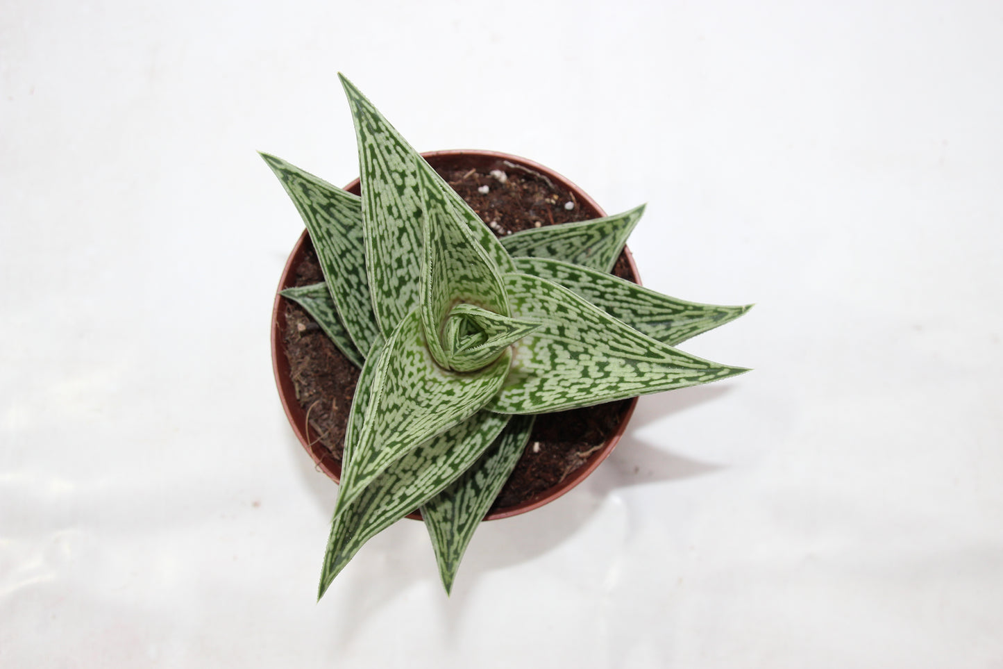Aloe rauhii 'Snowflake'