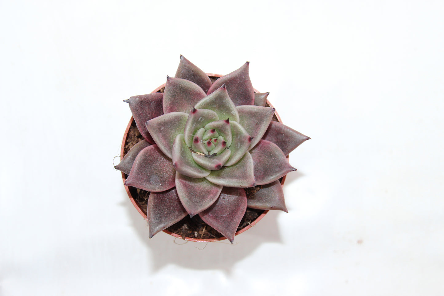 Echeveria agavoides taurus